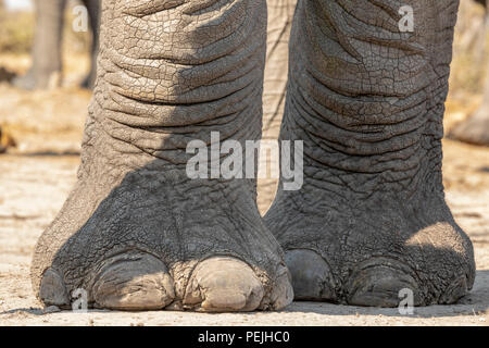 Close up of elephant feet from elephant blind, Khwai Private Reserve, Okavango Delta, Botswana Stock Photo
