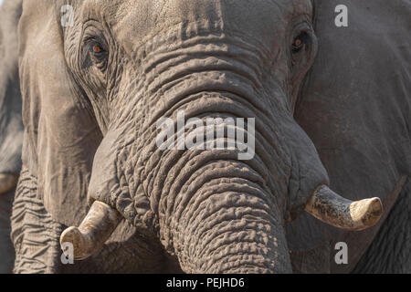 Close up of face of African elephant, Khwai Private Reserve elephant blind, Okavango Delta, Botswana Stock Photo