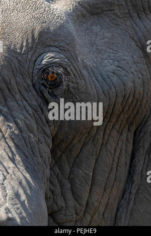 Close up of face of African elephant, Khwai Private Reserve elephant blind, Okavango Delta, Botswana Stock Photo
