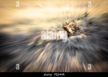 Zoomed view of lion resting in shade; Okavango Delta, Botswana Stock Photo