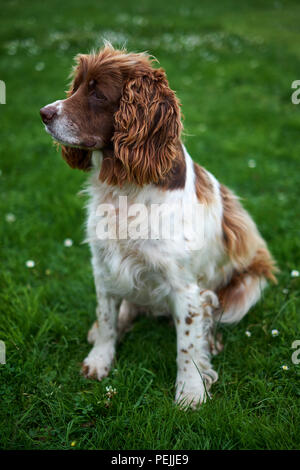 An adult springer spaniel sits on a green lawn Stock Photo