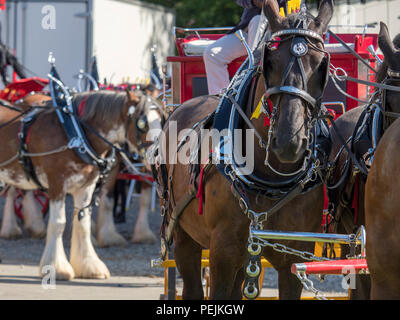 Turriff, Scotland - Aug 06, 2018: Display of horses and wagons during the Heavy Horse turnout at the Turriff Agricultural Show in Scotland. Stock Photo