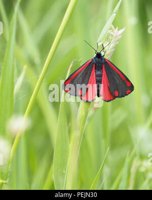 Cinnabar Moth (Tyria jacobaeae) with wings open and perched on grass stem. Tipperary, Ireland