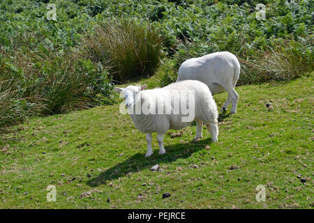 Views of the Shropshire Hills, from Carding Mill Valley to the Long Mynd. England, UK Stock Photo