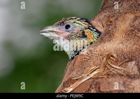 A young crested barbet (Trachyphonus vaillantii) peeking from nesting hole in a tree, South Africa Stock Photo