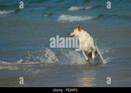 Golden retriever running and playing in shallow water on the beach Stock Photo