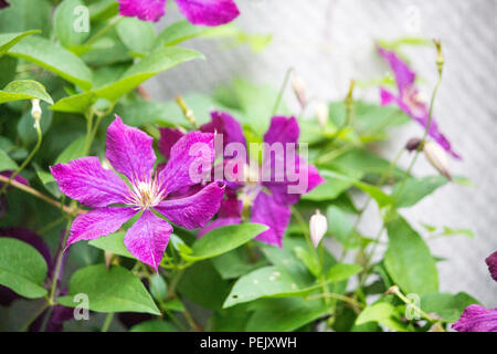 Clematis flowers on a brick wall background.  Purple Clematis Stock Photo