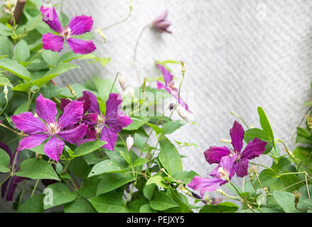 Clematis flowers on a brick wall background.  Purple Clematis Stock Photo