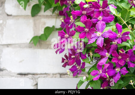 Clematis flowers on a brick wall background.  Purple Clematis Stock Photo