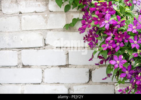 Clematis flowers on a brick wall background.  Purple Clematis Stock Photo