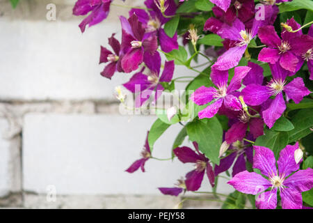 Clematis flowers on a brick wall background.  Purple Clematis Stock Photo