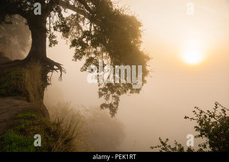 The sun rises through thick autumn fog hanging along the bluffs of the American River in Fair Oaks, California. Stock Photo