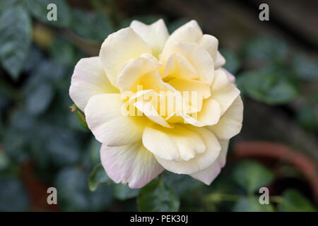 Close up of yellow Floribunda rose called Arthur Bell flowering in an English garden, UK Stock Photo