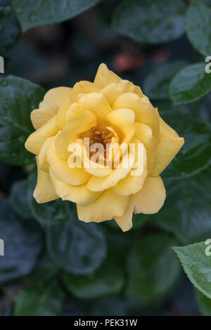 Close up of yellow Floribunda rose called Arthur Bell flowering in an English garden, UK Stock Photo