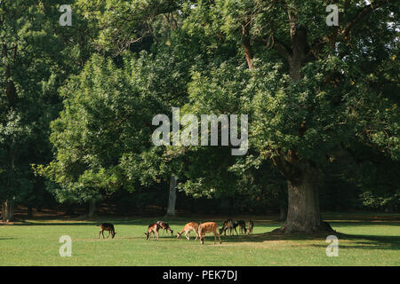 Group of young roe-deers walk through the warm green sunny forest among the trees Stock Photo