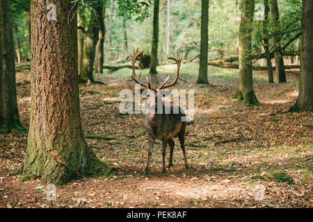 A beautiful wild deer with horns in the autumn forest among the trees Stock Photo