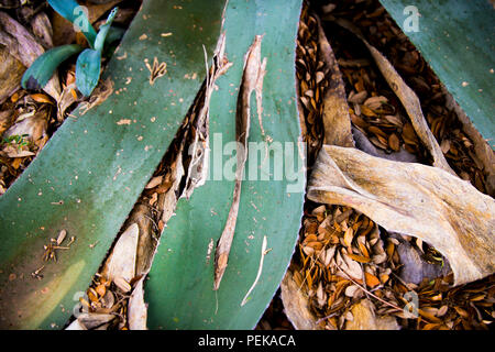 Dying Cactus in drought. Wimberley, Texas USA Stock Photo