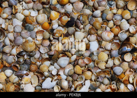 Texture of various sea shells lying on the sand, top view Stock Photo