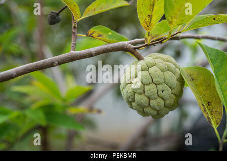 A ripe sugar apple is seen hanging on a tree. Stock Photo