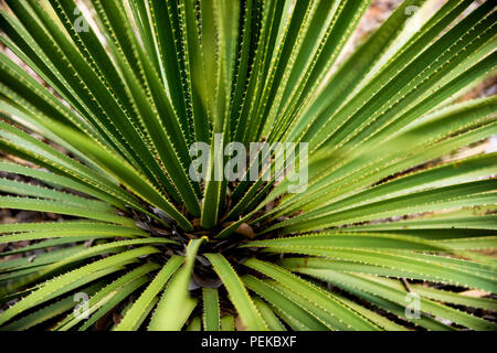 Cactus in Wimberley, Texas USA Stock Photo