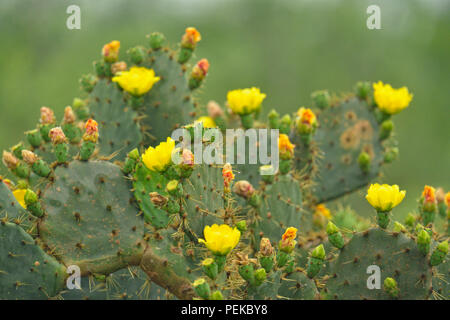 Flowering prickly pear cactus (Opuntia spp.), Rio Grande City, Texas, USA Stock Photo