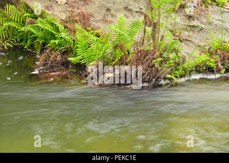 Southern Maidenhair Fern (Adiantum capillus-veneris) Hamilton Creek, Hamilton Pool Preserve Travis County Parks, Texas, USA Stock Photo