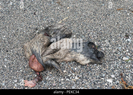 Body of a dead seal laying on the shore. Stock Photo