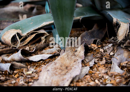 Dying Cactus in drought. Wimberley, Texas USA Stock Photo