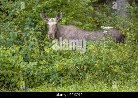Female moose or elk (Alces alces) feeding on leaves in bushes of Glaskogen nature reserve Sweden Stock Photo
