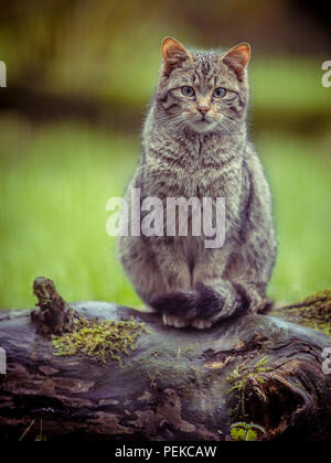 Cute European wild cat (Felis silvestris) in vintage toning with distinctive striped and black tipped tail making eye contact Stock Photo