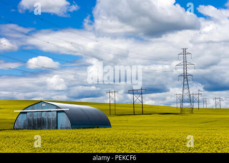 Transmission towers in the middle of a yellow canola field in bloom near Cowley and Pincher Creek, Alberta, Canada. Stock Photo
