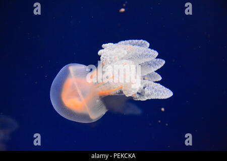 Jellyfish swims in blue ocean Stock Photo