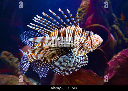 Pterois (lionfish) underwater Stock Photo