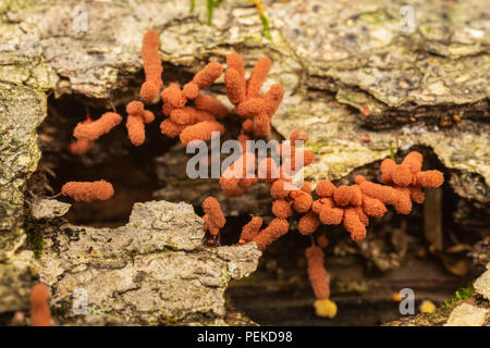 Carnival Candy Slime Mold (Arcyria denudata) fruiting bodies (sporangia) grow on a rotting tree. Stock Photo
