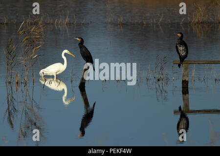 A great white egret wading and two great cormorants perched on wooden structures in a landscape of water and reeds with reflections shown in the water