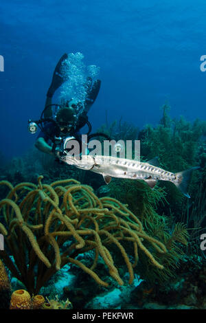 A diver (MR) with video camera lines up on a great barracuda, Sphyraena barracuda, off the island of Bonaire in the Caribbean. Stock Photo
