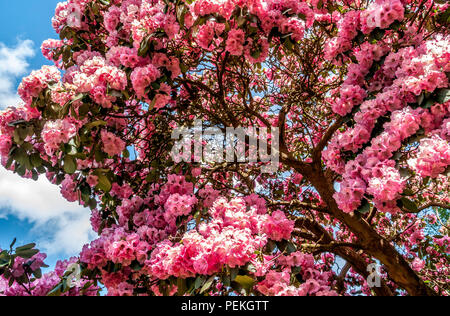 Trees in springtime bloom in  Langley Park, a historic parkland in Buckinghamshire, UK Stock Photo