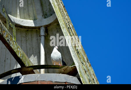 White domestic dove in the cowl of an oast house roof. Loose Village, Maidstone, Kent, UK. Stock Photo