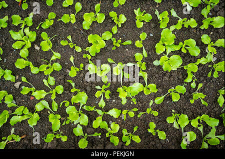 Young lettuce sprout crop background in middle of soil Stock Photo