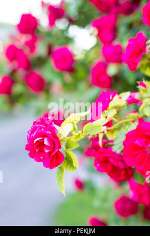 Chic red roses. Bush of red roses. Curly red rose Stock Photo