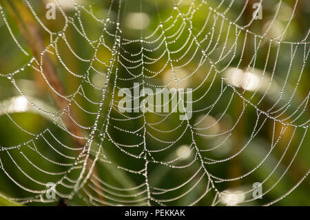 Dew covered cobwebs at dawn in a cool summer morning Stock Photo