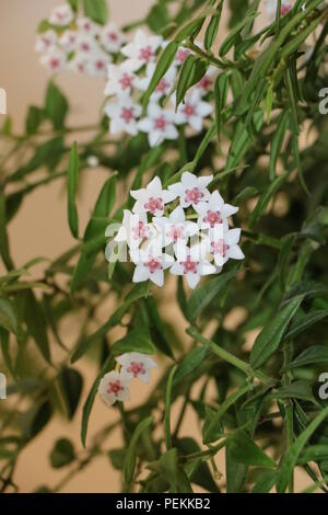 Hoya Lanceolata or Miniature Wax Plant, Porcelain Flower with White Petals and Pink Centres. The Flowers are in Corymbs or Corymb Shape. Stock Photo