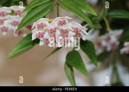 Hoya Lanceolata or Miniature Wax Plant, Porcelain Flower with White Petals and Pink Centres. The Flowers are in Corymbs or Corymb Shape. Stock Photo