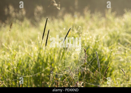 Dew covered cobwebs at dawn in a cool summer morning in a meadow Stock Photo