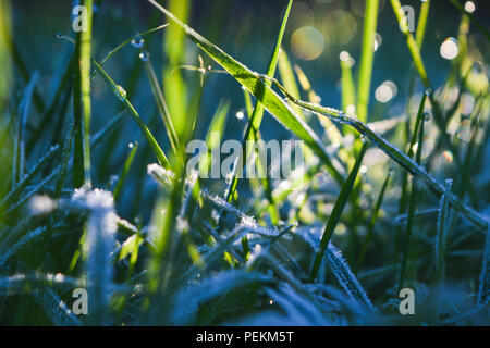 Frost covers the grass on a winters morning in Bellever in Dartmoor National Park, Devon, England, United Kingdom. Stock Photo