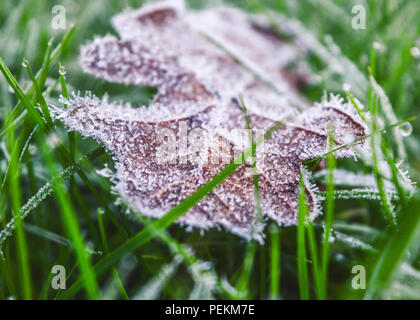 Frost covers the grass on a winters morning in Bellever in Dartmoor National Park, Devon, England, United Kingdom. Stock Photo