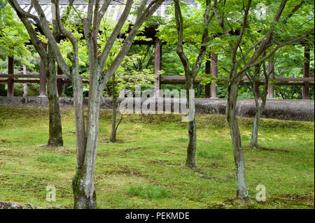 Kyoto, Japan. Maple trees in early summer, in the grounds of Tofuku-ji zen buddhist temple Stock Photo