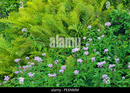 Flowering Joe-pye-weed (Eupatorium maculatum) and Cinnamon fern (Osmundastrum cinnamomea), Greater Sudbury, Ontario, Canada Stock Photo