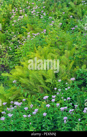 Flowering Joe-pye-weed (Eupatorium maculatum) and Cinnamon fern (Osmundastrum cinnamomea), Greater Sudbury, Ontario, Canada Stock Photo