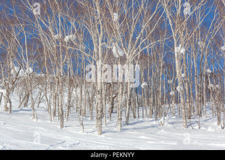 Silver birch trees with large lumps of snow up amongst the branches Stock Photo
